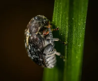 黑甲虫的选择性聚焦摄影 黑甲虫的选择性聚焦摄影