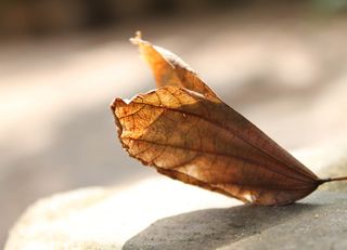 秋季、叶状、干燥、秋季、秋季、季节性、黄色、棕色