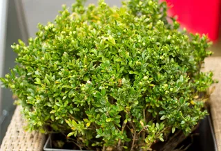 绿色，植物，叶子，食物，食物和饮料，绿色，药草，健康