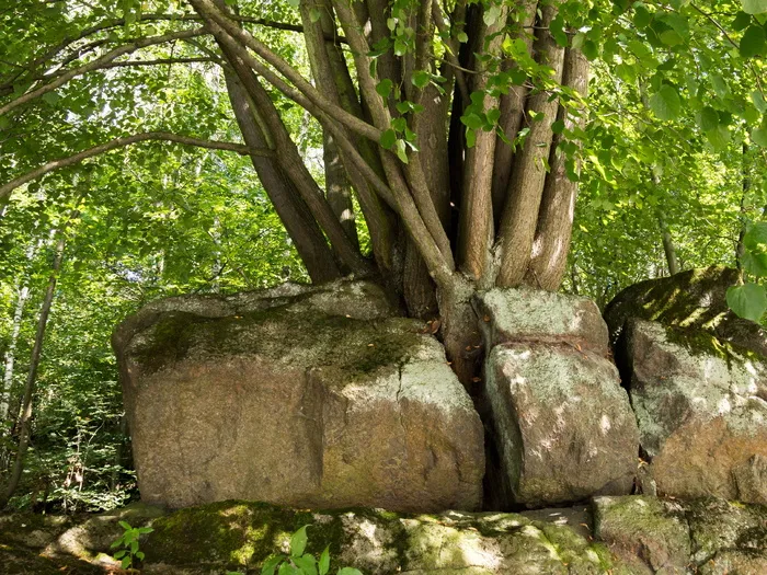 生活，爆破，提升，树，植物，森林，生长，自然
