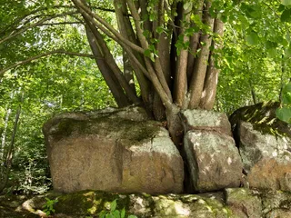 生活，爆破，提升，树，植物，森林，生长，自然