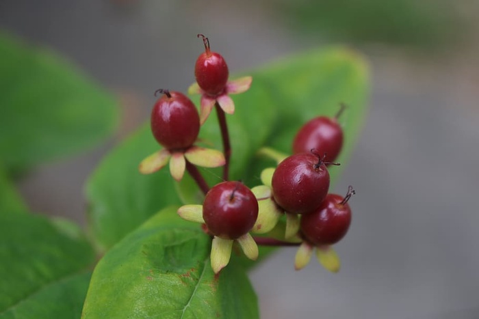 植物、秋季、自然、红色、水果、食品和饮料、食品、健康饮食