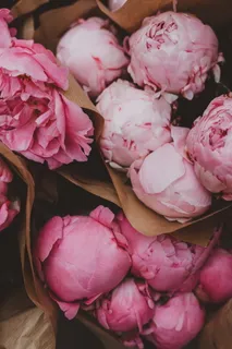 盒子里的粉红玫瑰 盒子里的粉红玫瑰