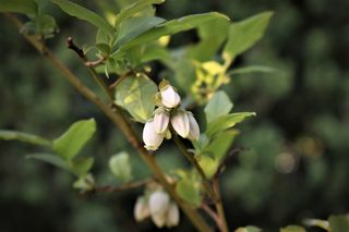 蓝莓、花、叶子、绿色、光、背光、光线、树枝