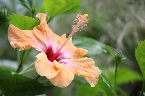 特写,摄影,黄色,芙蓉花,芙蓉,异国情调,热带,花朵 特写,摄影,黄色,芙蓉花,芙蓉,异国情调,热带,花朵