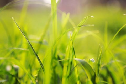 草，背景，固体，绿色，植物，自然，特写，自然之美