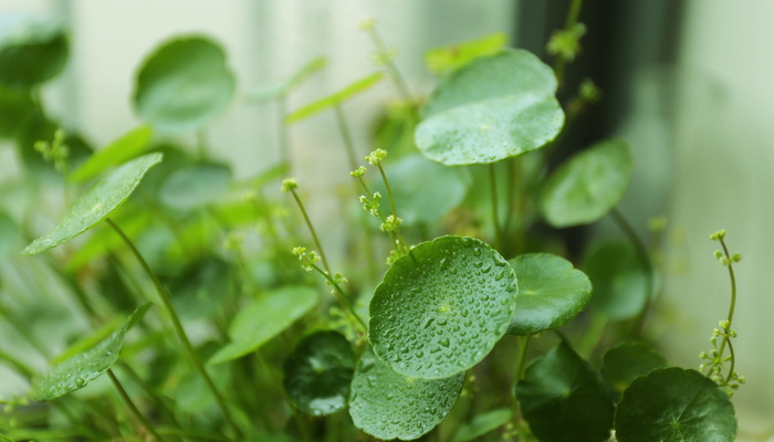 硬币草，水芹，硬币草，新的绿色，绿色的颜色，植物，生长