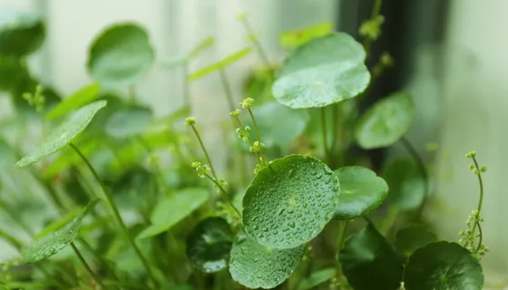 硬币草,水芹,硬币草,新的绿色,绿色的颜色,植物,生长 硬币草,水芹,硬币草,新的绿色,绿色的颜色,植物,生长