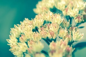 花，植物，绿色，黄色，自然，特写，芽，芽
