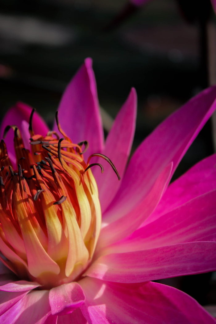 印度尼西亚，印尼pendidikan大学，开花植物，花朵，花瓣，自然之美，新鲜，脆弱