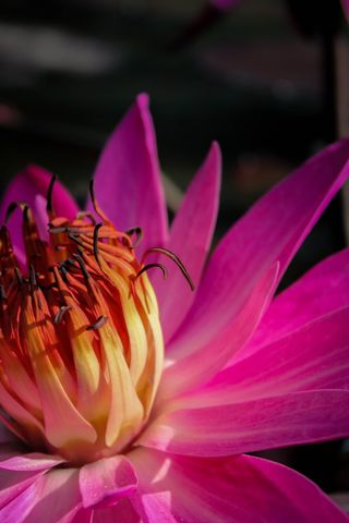 印度尼西亚，印尼pendidikan大学，开花植物，花朵，花瓣，自然之美，新鲜，脆弱