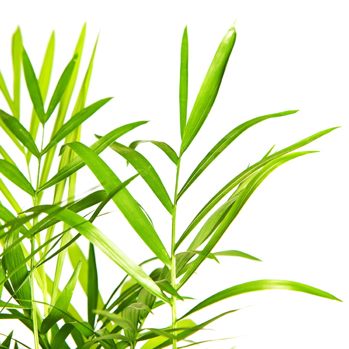 特写、孤立、树叶、嫩脉、绿色、水平、田野、夏季