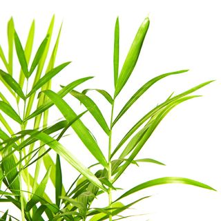 特写、孤立、树叶、嫩脉、绿色、水平、田野、夏季