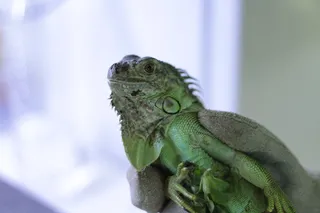 西班牙, 巴塞罗那, mon Animal s.a., 手, 鬣蜥, 蜥蜴, 绿色, 自然