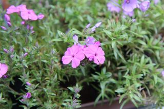 福禄考，福禄考粉，粉红花，花，小花，开花植物，花，植物