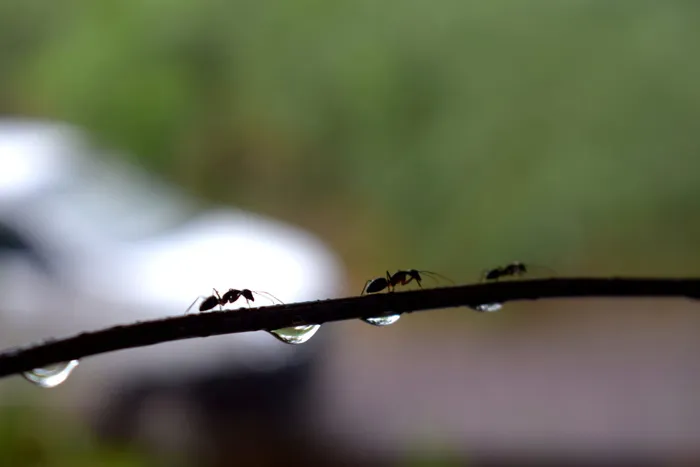 水、水滴、水滴、干净、新鲜、透明、自然、宏观