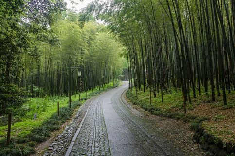 杭州,云居竹径,绿色,竹,路,树,植物,前路 杭州,云居竹径,绿色,竹,路,树,植物,前路