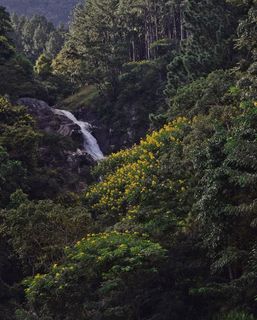 黄叶树木的高角度视图