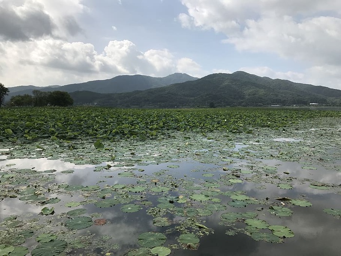 研究领域，水生植物，风筝，荷叶，睡莲，植物，自然，佛教