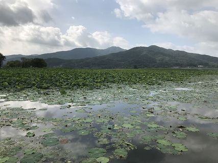 研究领域，水生植物，风筝，荷叶，睡莲，植物，自然，佛教