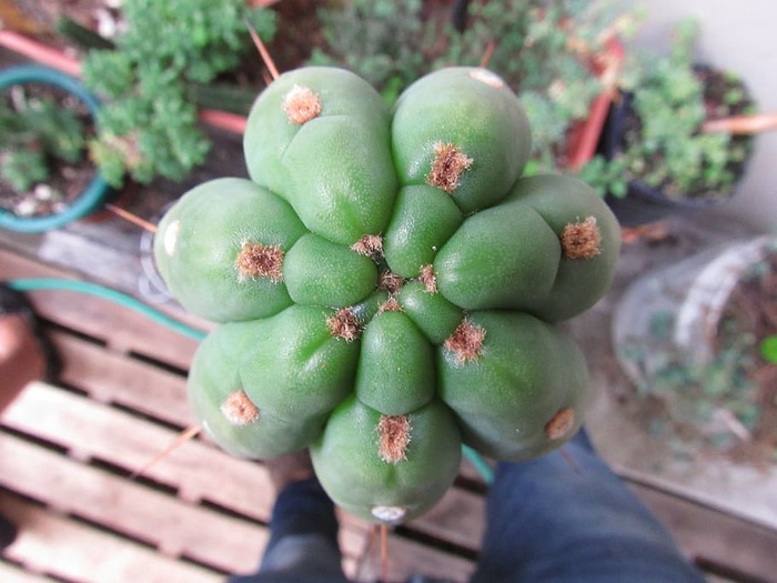 仙人掌，植物，自然，天然，绿色，多汁，迷幻，绿色