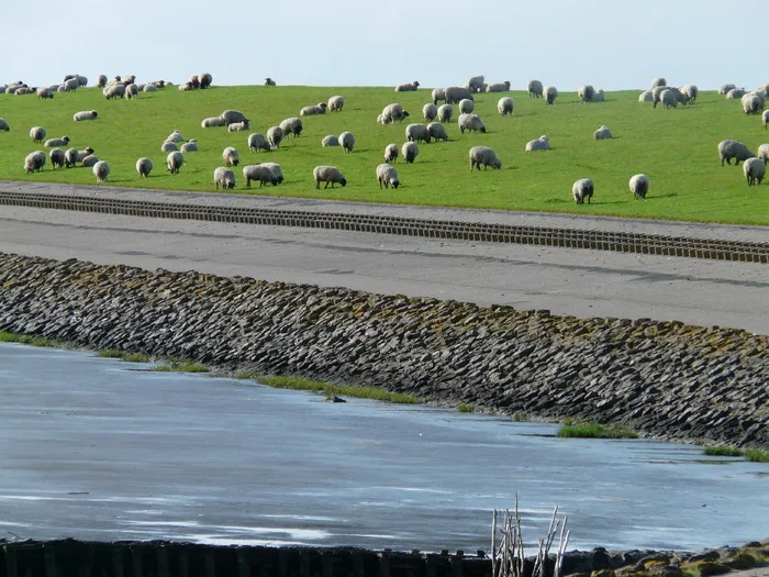 堤防，路，北，北海，堤防路，北弗里斯兰，羊，草，甜
