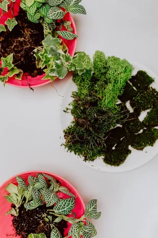 在罐子里建造雨林玻璃器皿