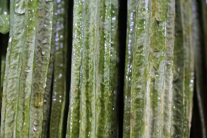 中国苦瓜，选择，苦瓜，自然，植物，背景，生长，叶