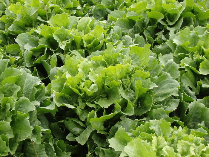endive沙拉，生菜，蔬菜沙拉，蔬菜，花园，生菜，菜园，蔬菜补丁