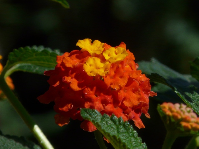 马缨丹，马缨丹，观赏植物，黄色，橙色，花朵，花朵，花朵