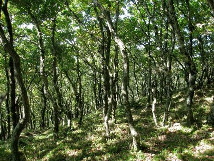 林地, 树, 森林, 斑驳, 景观, 粗糙, 叶子, 分支机构