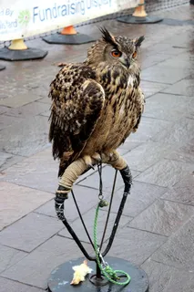 猫头鹰，鸟，庇护所，鸟庇护所，动物主题，动物，一种动物，脊椎动物