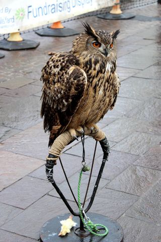 猫头鹰，鸟，庇护所，鸟庇护所，动物主题，动物，一种动物，脊椎动物