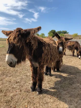驴子、拉斯塔、ils de re、法国、哺乳动物、动物、动物主题、家畜