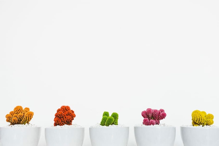 五个带有仙人掌植物的白色陶瓷花瓶