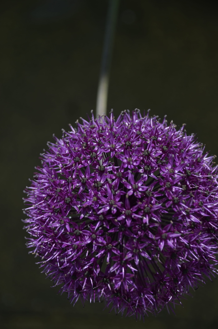 英国, Wardle, 紫色, 花, 领域, 花瓣, 对称, 开花植物