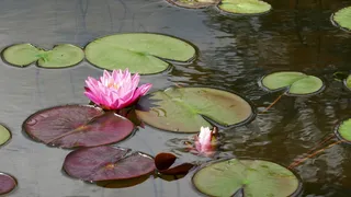 粉红色，莲花，百合荚，身体，水，睡莲，开花，开花