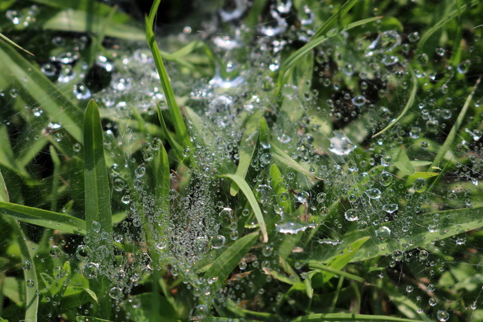 自然, 水滴, 露水, 植物, 叶子, 蜘蛛网, 水, 湿