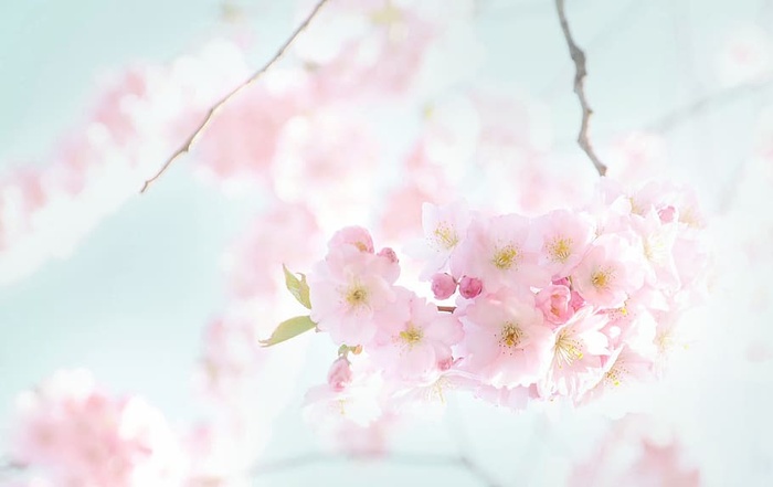 粉色花瓣的花，花朵，盛开，春天，樱花，阳光明媚，樱花树，花朵
