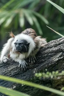 猴子在树上爬行