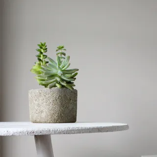 植物，室内，无人，特写，工作室拍摄，自然，灰色，新鲜