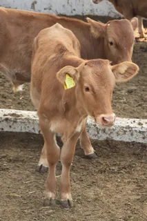 老板金牛座,农场,小牛肉,牲畜,动物,牛,农村地区,牧场 老板金牛座,农场,小牛肉,牲畜,动物,牛,农村地区,牧场