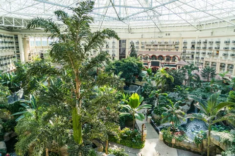 green、trees、dome、盖洛德棕榈酒店、奥兰多、佛罗里达、园景、场景 green、trees、dome、盖洛德棕榈酒店、奥兰多、佛罗里达、园景、场景