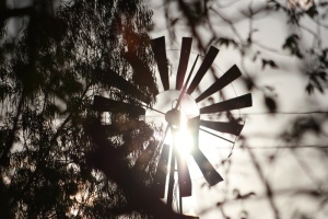 weathervane，sol，sertao，巴西，tree，可再生能源，低角度视图，plant
