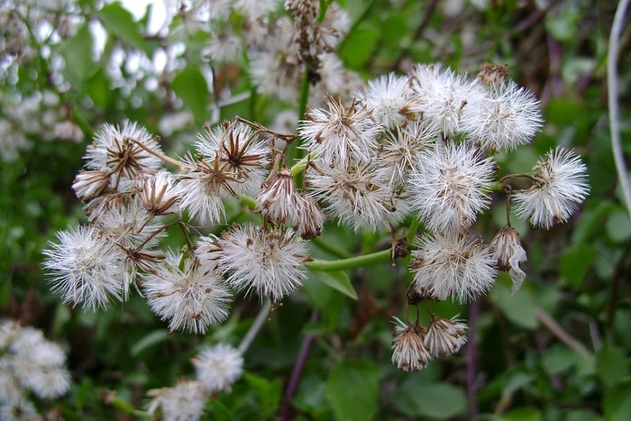 花序，植物，植物区系，维尼，白色，花朵，脆弱，自然之美