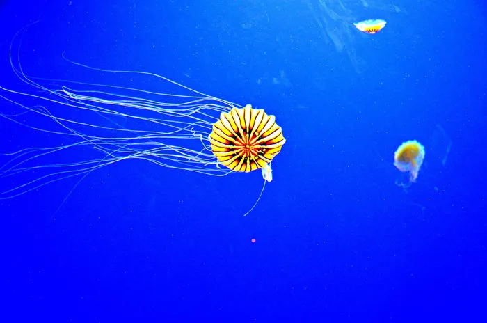 水母，佐治亚州，水族馆，亚特兰大，水，水下，海洋，水母