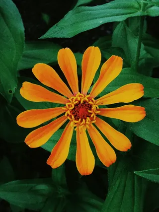 厂, 开花, 夏洛特, 美国, 雏菊, 雏菊, 花瓣, 菊科