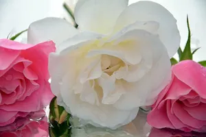 踏板，冰山，玫瑰，芳香，花朵，花瓣，玫瑰-花朵，粉色