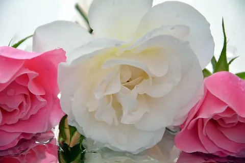 踏板,冰山,玫瑰,芳香,花朵,花瓣,玫瑰-花朵,粉色 踏板,冰山,玫瑰,芳香,花朵,花瓣,玫瑰-花朵,粉色
