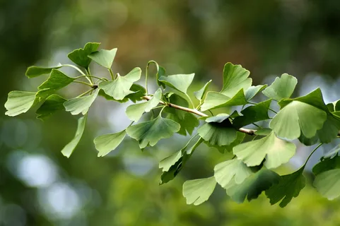 银杏, 银杏, 叶, 叶子, 散景, 绿色, 叶, 分支 银杏, 银杏, 叶, 叶子, 散景, 绿色, 叶, 分支